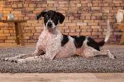 So A Hund - Galerie