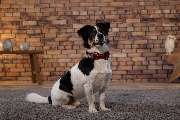 So A Hund - Galerie