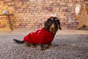 So A Hund - Galerie