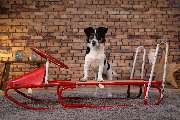 So A Hund - Galerie