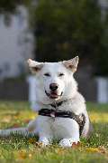 So A Hund - Galerie