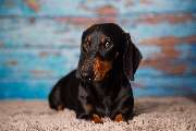 So A Hund - Galerie