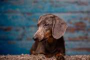 So A Hund - Galerie