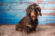 So A Hund - Galerie