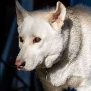 So A Hund - Galerie