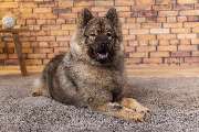 So A Hund - Galerie