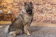 So A Hund - Galerie