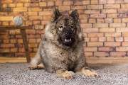 So A Hund - Galerie
