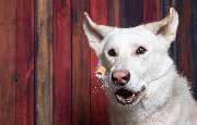 So A Hund - Galerie
