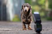 So A Hund - Galerie