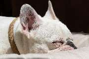 So A Hund - Galerie