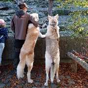 So A Hund - So A Hund