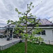 Solarsun - GALLERY