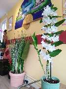 Somjai Thaimassage - 12