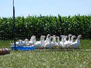 Spargel- und Erlebnishof Klaistow - 6