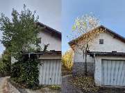 Spirkhofer GmbH Co. KG - Entfernung Efeu