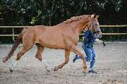 Sportpferdezucht Lorenz GbR - GALLERY