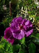 Stark im Garten - Stark im Garten