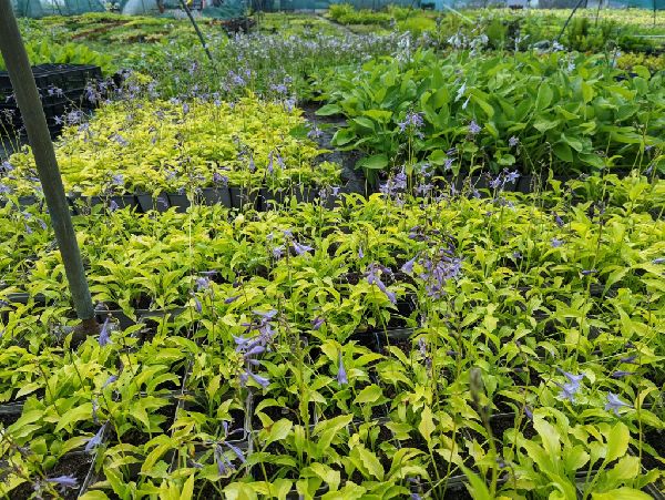 Staudenfabrik - Staudenfabrik