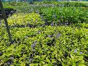 Staudenfabrik - Staudenfabrik