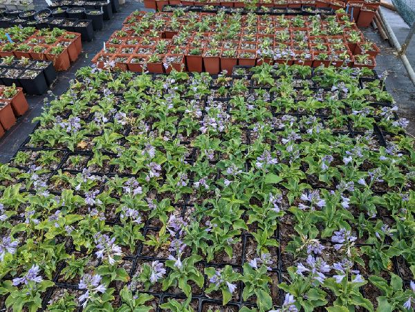 Staudenfabrik - Staudenfabrik