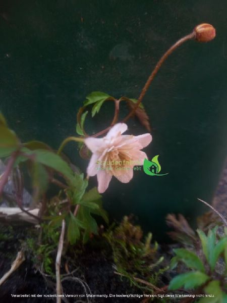 Staudenfabrik - Staudenfabrik