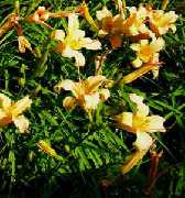 Staudengarten Daum - Blumen Taglilie