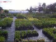 Staudengarten Daum - Garten- und Landschaftsbau