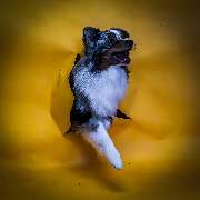 STC-Fotografie Braunschweig  Sinan Charalabidis - GALLERY