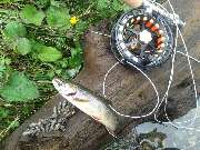 Stefans Anglershop - GALLERY