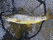 Stefans Anglershop - GALLERY