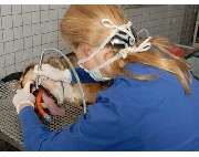 Steinel Jonas Tierarzt - GALLERY