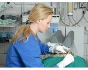 Steinel Jonas Tierarzt - GALLERY