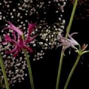 Stielecht - GALLERY