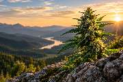 stonemountain - GALLERY