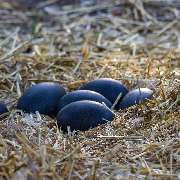 straussen-shop.com - frische Emu-Eier