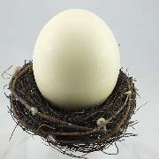 straussen-shop.com - Straußenei im Nest