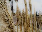Sund Gartenbau eGbR - GALLERY