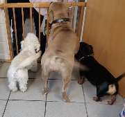 SUNNY Petfood ... aus Liebe zum Tier! - 24