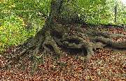 Taiji-Qigong mit Regine - GALLERY
