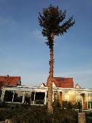 TC-Gartenbau - GALLERY