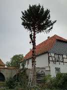 TC-Gartenbau - GALLERY
