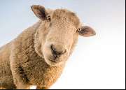 Teppich Weberei Bernegger e.K. - GALLERY