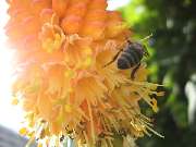 Terra Verde Gartengestaltung Sascha Green - 3