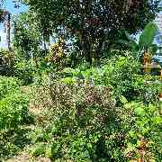 Thaishop-Handarbeit - GALLERY