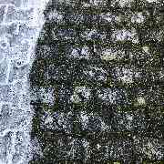 Thermexx Köln GmbH I Biologische Unkrautbekämpfung Köln - Thermexx Köln GmbH I Biologische Unkrautbekämpfung Köln