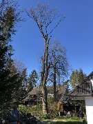 Thies Dölger Gartenbau - 3