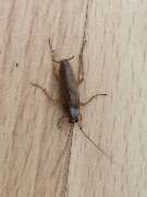 Thomas Loose Pest control Service Jena - GALLERY