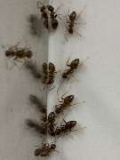 Thomas Loose Pest control Service Jena - GALLERY