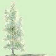 Thuja Ätherische Öle, Ihr zuverlässiger Lieferant für 100% Natrurreine Ätherische Öle in kontrollierter Aromatherapie Qualität für den Wiederverkäufer